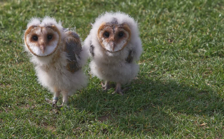 Barn Owl Chicks Tongue End